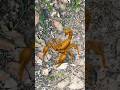 Scorpion 🦂 #insects #animals #dogs #bee #puppy #nature #shortsviral
