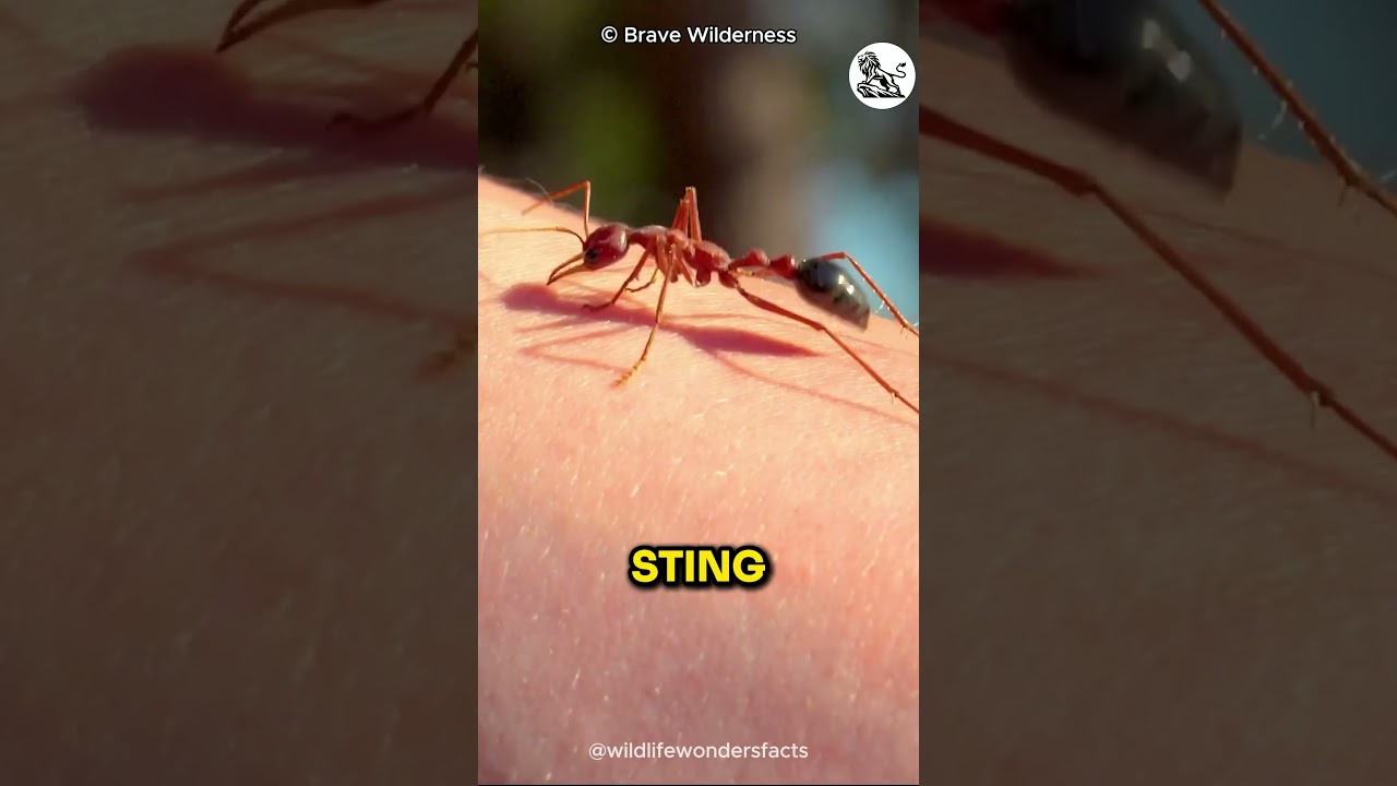 The DEADLY TERROR of the Bull Ants (2024)