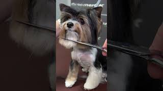 Watch This Biewer Terrier Transform! 🤯