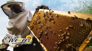 Webees - Novo Quadro Sintético