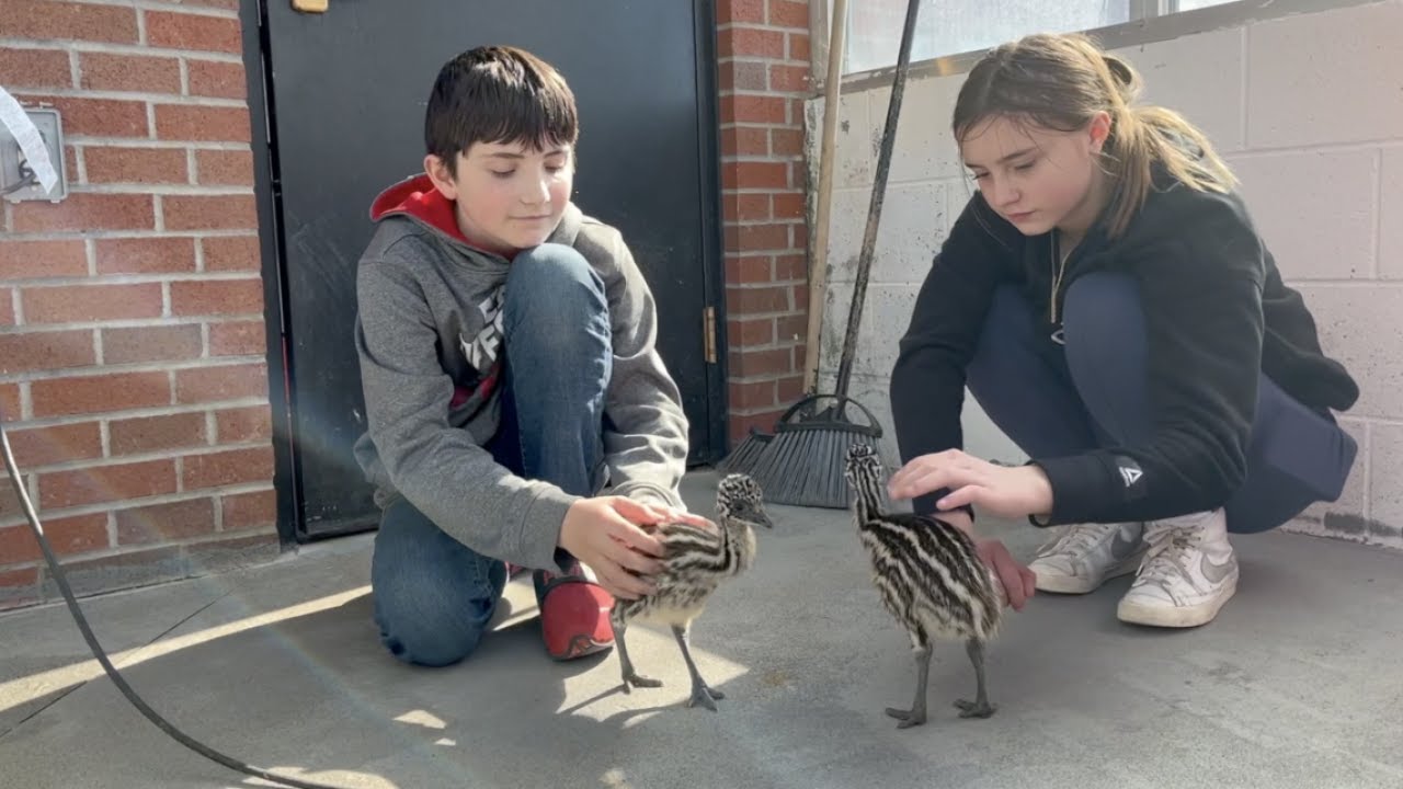 ‘They’ll make a great addition to the farm’ Cassadaga Valley CSD emus
