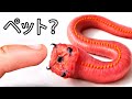 ペットにアカムシを飼ってみた(本当です)