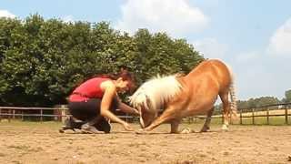 [TRAINING] Shilas & Flip on a summer-day!