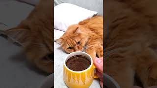 Кава з Персиком #жартиукраїнською #котики #гуморукраїнською #cat