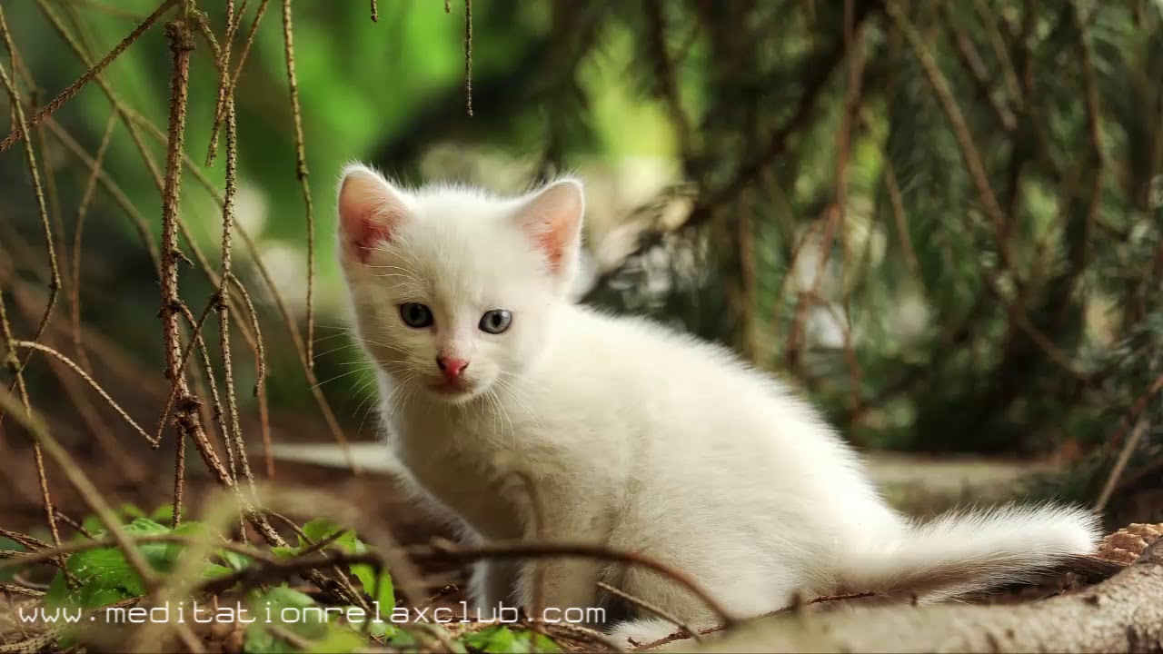 Pet Music Therapy: Stress Relief for Dogs and Cats, Complete Serenity lullaby of birdland lyrics