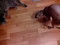 Сфинкс vs. дворовый кот
