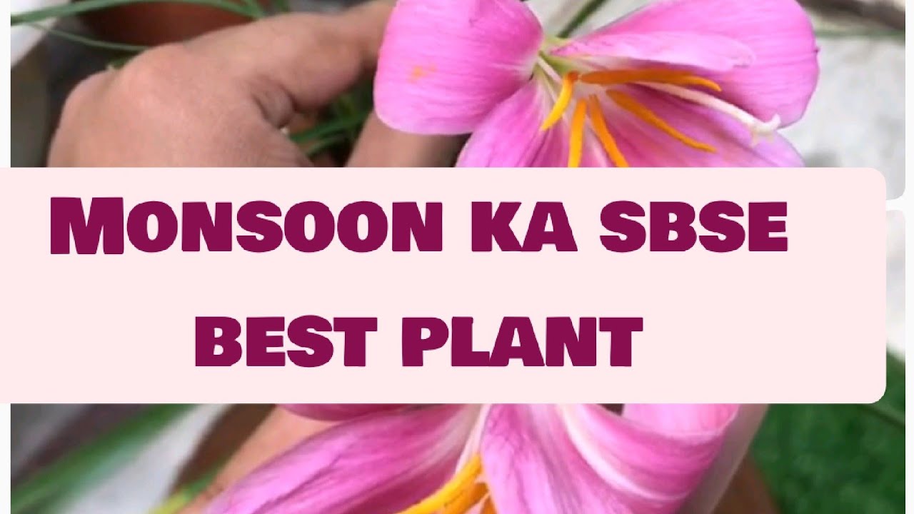 119.) Rain Lily ki care kaise karemonsoon mein lgne wala best plant