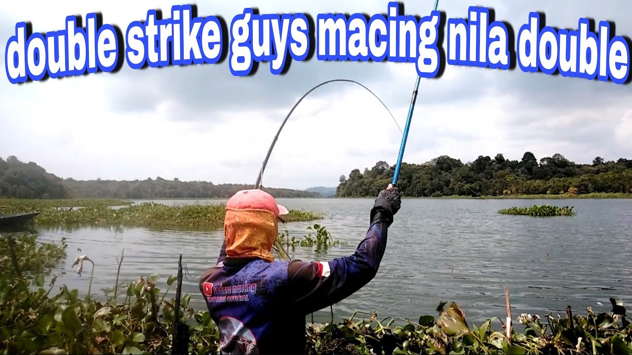 MANCING EXTRIME NILA LIAR || mancing nyoboker
