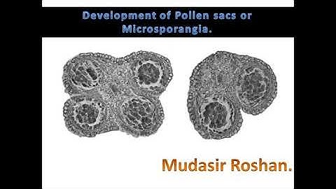 Development of microsporangia Or pollen sacs