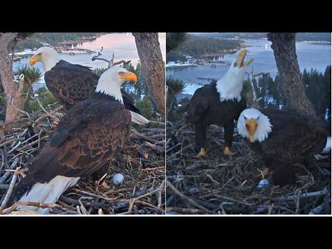 Shadow Brings Fish and Fluff — Is Jackie Laying a Second Egg Today?