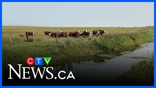Sask. beef producers cheer after Canada-China trade deal opens export opportunities