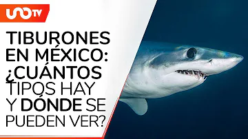 ¿Qué es la temporada de tiburones en México?