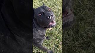 Obedience Level One Million 💪💯 #canecorso #trending #dogtraining #funnydogs Information