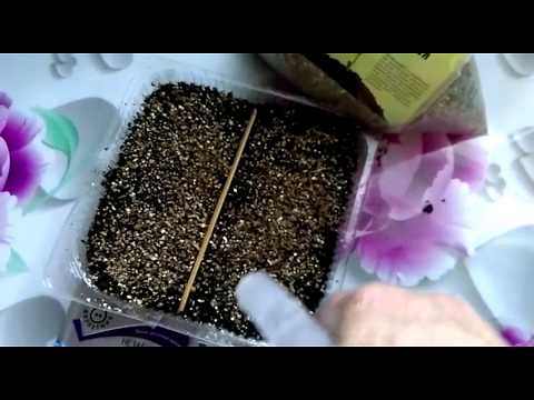 Видео: Когда сажать незабудки - Советы по посадке незабудок из семян