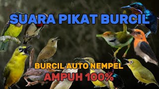 Suara Pikat Burcil Joss