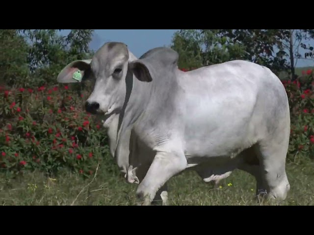 Lote 35    Fazenda Nova Pousada