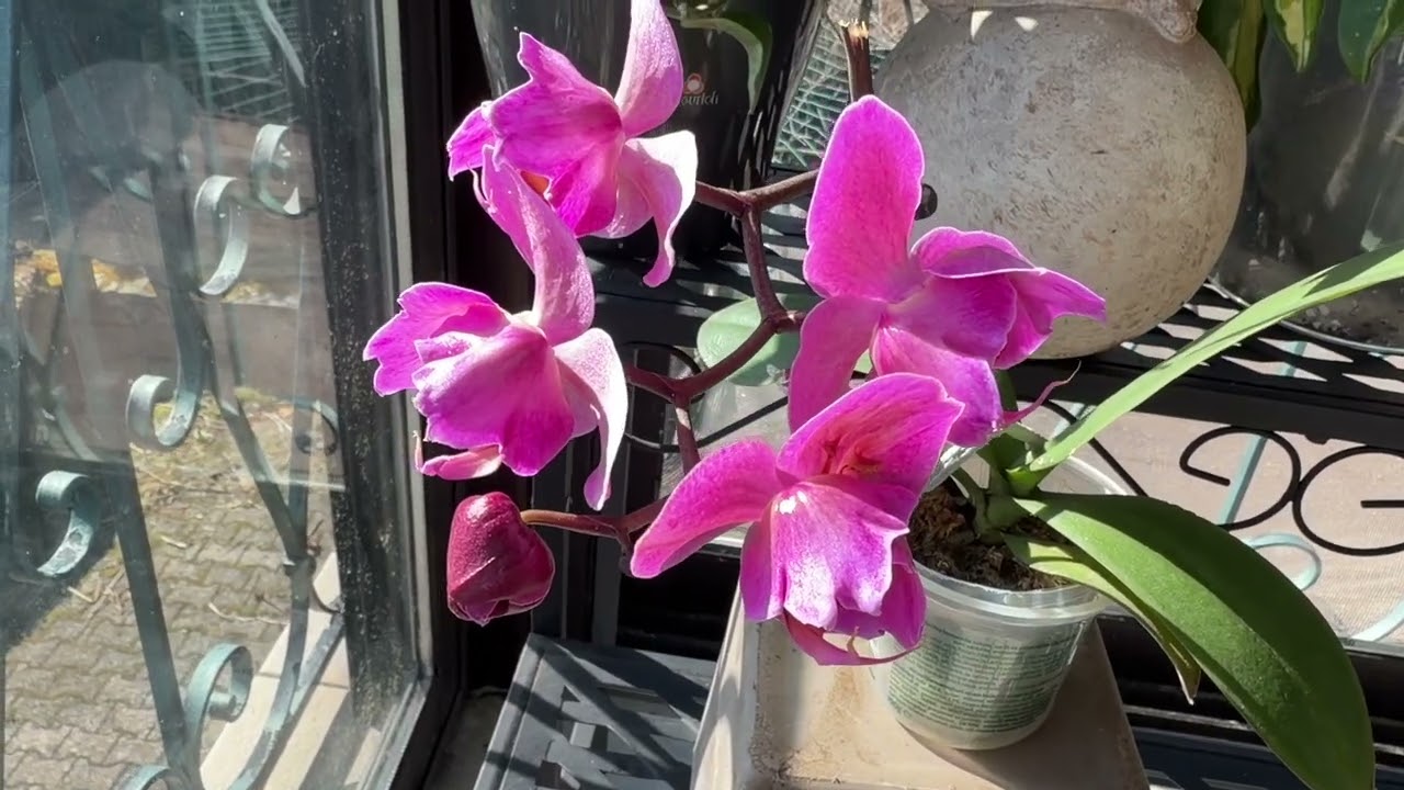 Цвітіння Лютого 2026#орхідеї #orchid #flowers #огляд #орхідеї #цвітіння 