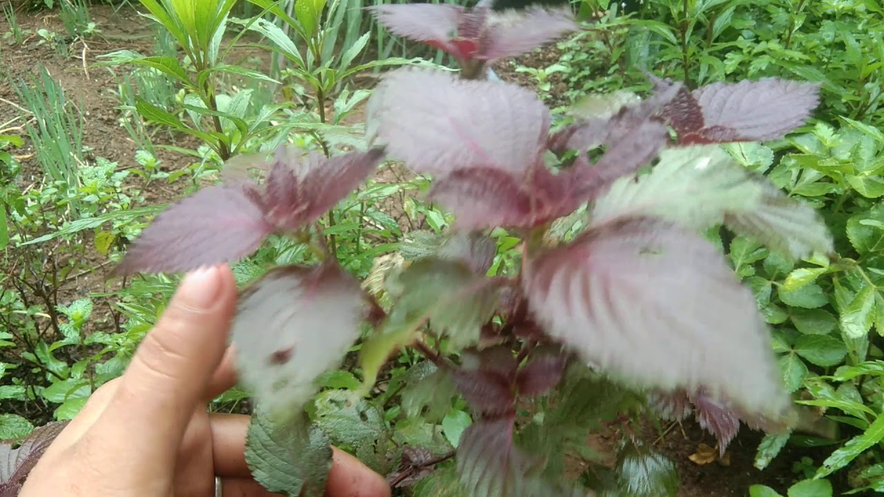 Tshuaj zoo khub cev coj khaub ncaws g xwm yeem