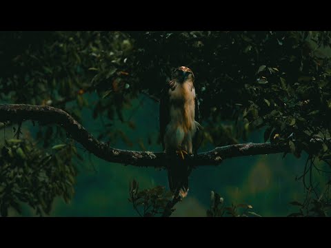Cinematic Alam Hutan | Nature Cinematic 3 Minutes | Backsound Sinematik Alam Keren No Copyright
