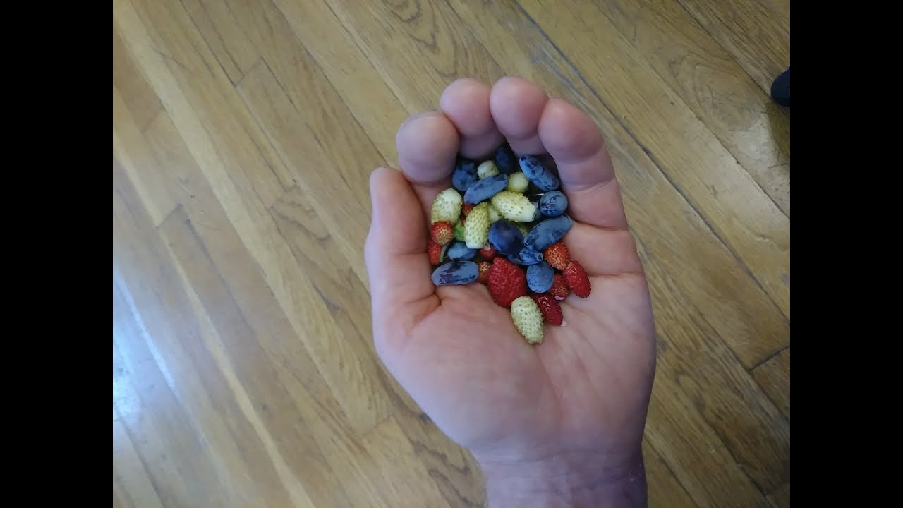 Honeyberry Haskap Fly Honeysuckle Pros And Cons Karl s Food Forest