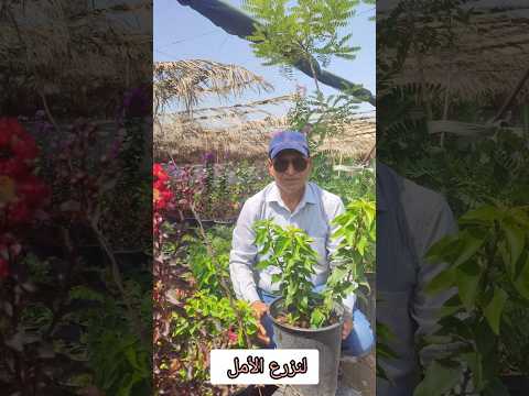 لنزرع الأمل الزراعة حياة اشجار اكسبلور  زراعة  ترند نباتي  فولو