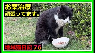 【頑張る地域猫】投薬治療の猫、猫嫌い・人嫌いの猫、マイペースな猫、親友を亡くした傷心の猫など、地域猫の仲間たちが頑張ってます。　地域猫　#猫　#保護猫