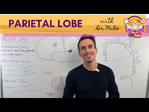 Parietal Lobe | Cerebral Cortex