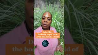 Fever Grass Lemongrass Tea