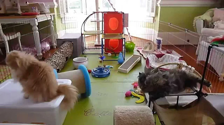 Video 519051: persian himalayan kittens, himalayan kittens playing, chocolate persian