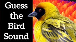 Guess the Bird Sound - African Bird Calls