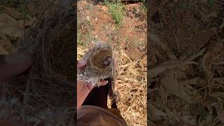 #farming #comment #agriculture #foryou #farmer #birds #corn #safe