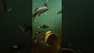 Raphael Catfish eating pellets
