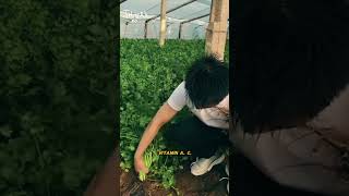 Daun ketumbar kaya manfaat! 🌿 #DaunKetumbar #Herbal #Sehat #Shorts #Edukasi #farming