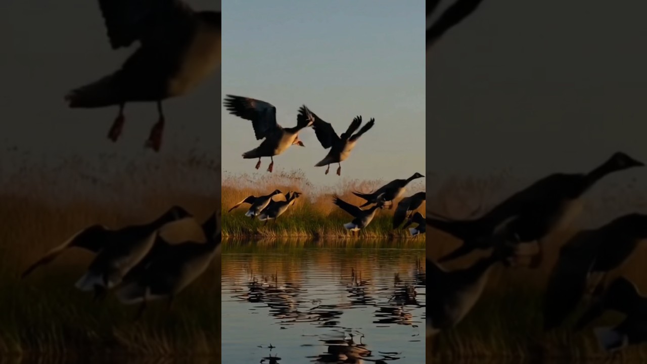 Geese Flying over Pond 