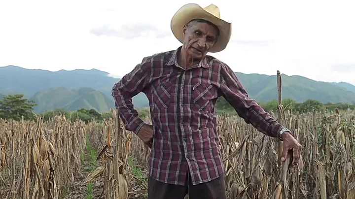 Cuntanos de DEKALB  Agricultor: JOSE MARA GUIFARRO...