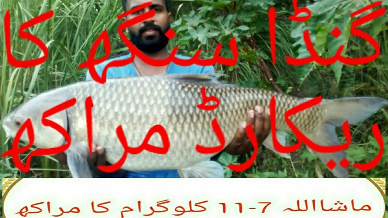 Ustad Mehboob Alam kay shagird Asghar Khan ka new record.11.07 kg Mrakh ...