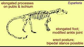 PL EXAM 2: EVOLUTION OF THE DINOSAUR ANKLE & FOOT.avi