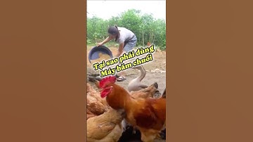 Tại sao bà con phải dùng máy băm chuối #funny #maybamchuoi