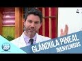 Glándula pineal y su relación con el sueño | Bienvenidos