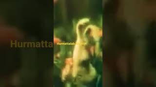 Qo'rqmasa, hurmat qilarmidi, Alvastijoon! 😁