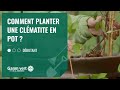 Tuto comment planter une clmatite en pot   jardinerie gamm vert