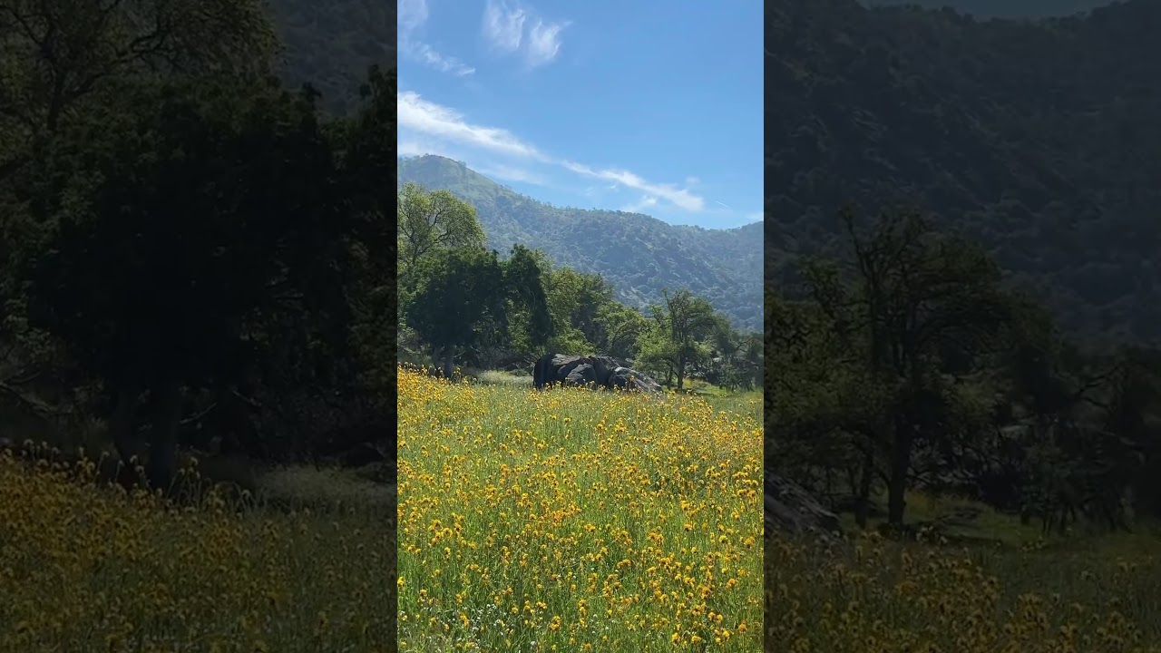 Spring in the CA foothills!