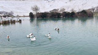 Pamukkaleden Canlı Yayın