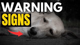 Your Dog Is Telling You Something… These 7 Signs Prove It