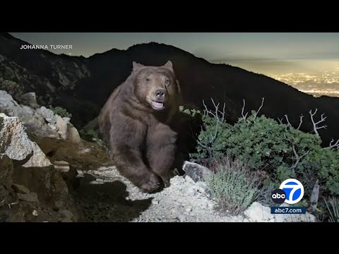 Photo of 'smiling' black bear looking over Pasadena becomes hit on social media