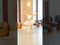 ”眠れる森の美女”リハーサル【大塚アリス⑤】 #ballet #dance #dysney #documentary