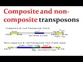Composite and noncomposite transposons
