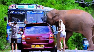 The ferocious attack of the fierce elephant is trying to overturn the bus | Elephant Pass