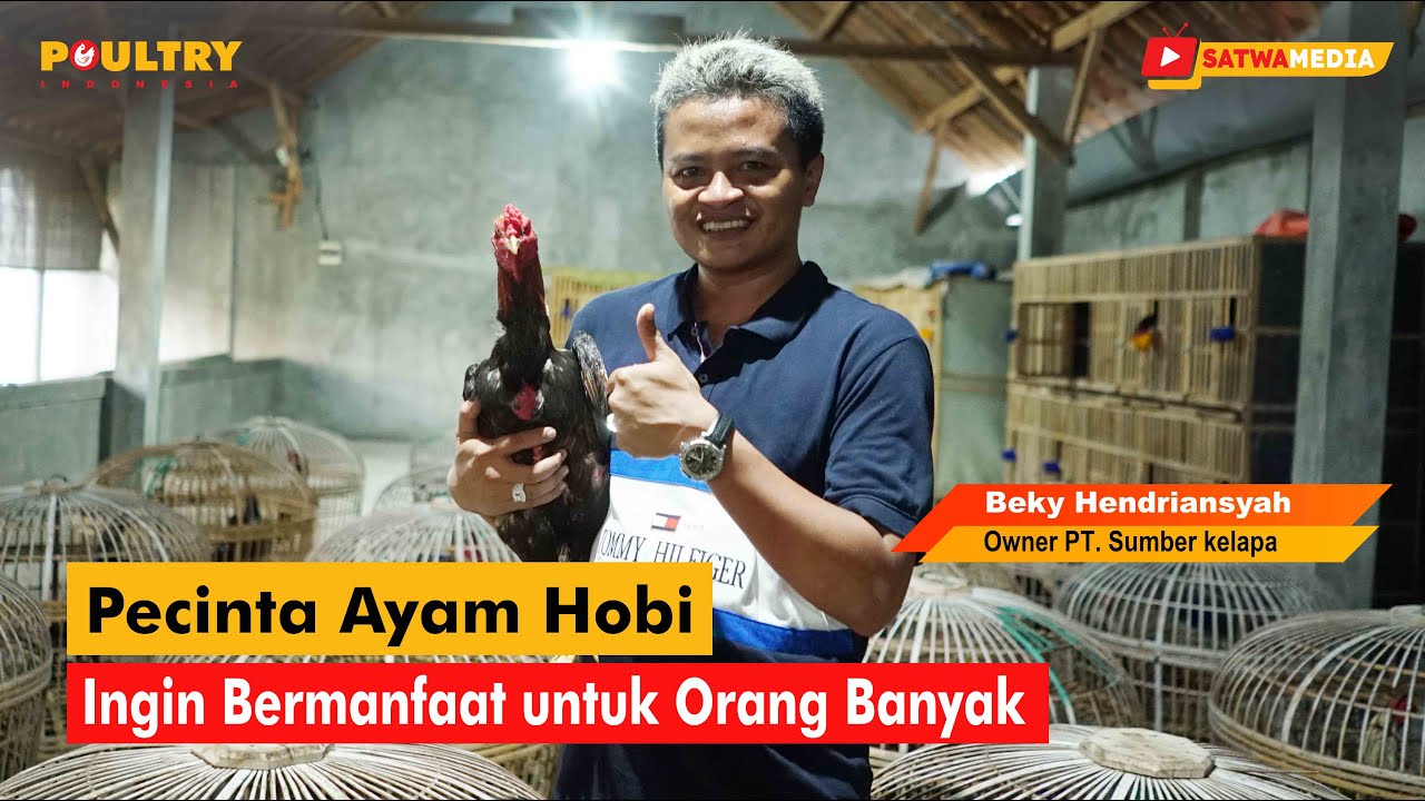 Pecinta Ayam Hobi 