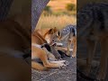 🐾 BEYOND BORDERS: The Untamed Power of Motherhood! 🐕✨
